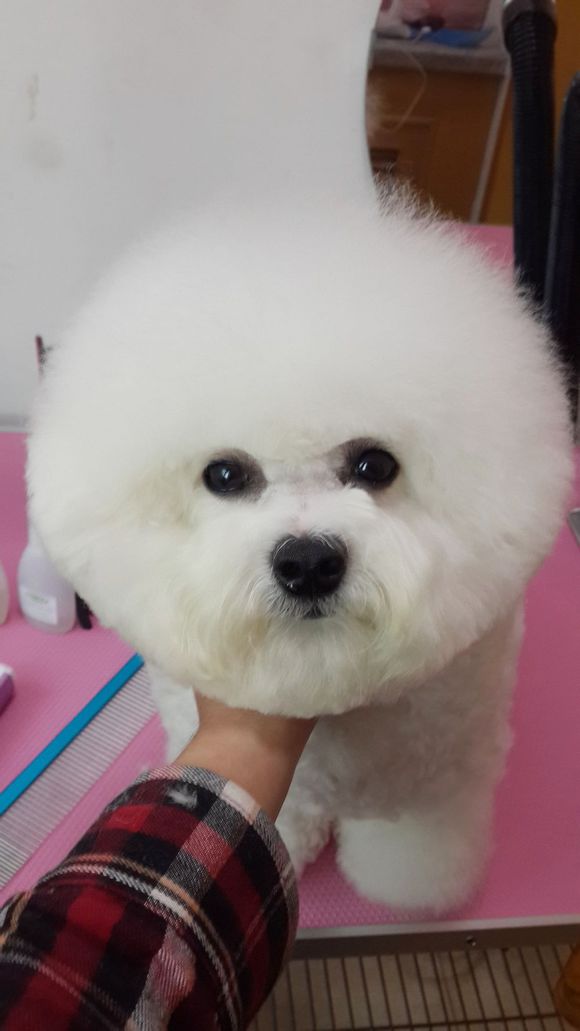 比熊怎么喂省钱,比熊自己做饭的健康食谱