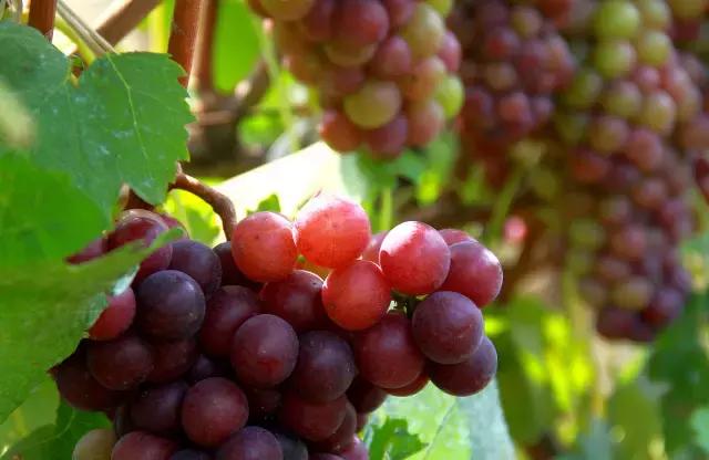 羊亭附近景点攻略,羊亭有什么玩的地方