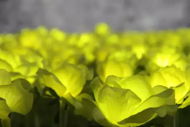 原来东莞最近流行吃这些？为什么朋友圈的人都不知道！