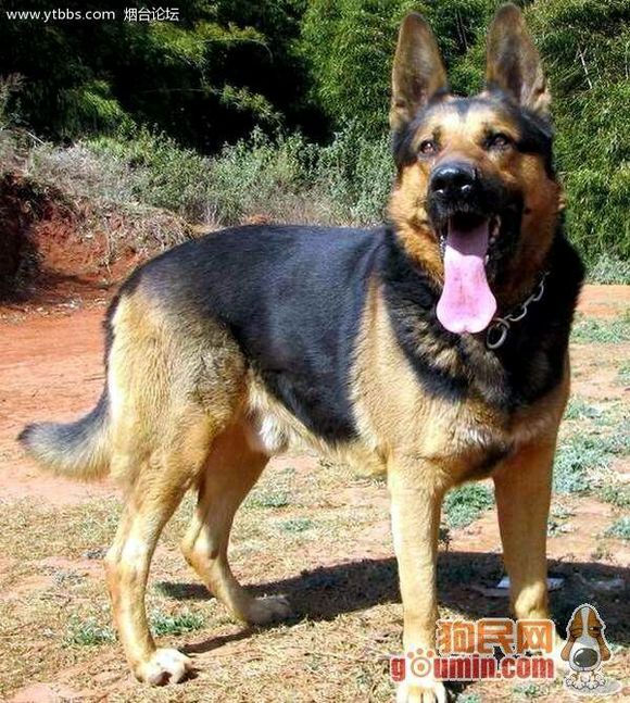 纯纯的土狗,纯纯的小土狗