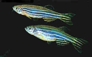 斑马鱼的养殖方法和注意事项,小观赏鱼斑马鱼怎么养好