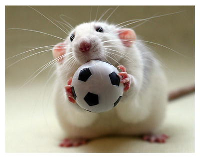 被小鼠咬过后会有狂犬病抗体么,鼠携带狂犬病毒吗