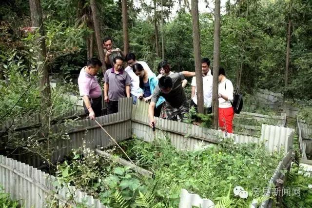 央视频道《致富经》,央视七套致富经栏目介绍紫阳茶叶