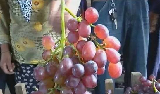 朋友圈一则谣言让农民血本无归！网传吃无核葡萄会绝育？真相在这里