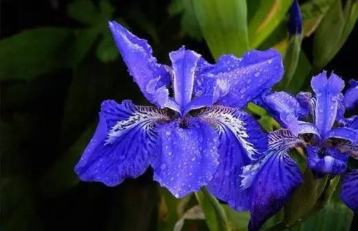 万花筒︱这些国花姹紫嫣红各有风采