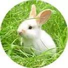 小镇青年事件,小镇青年离婚事件