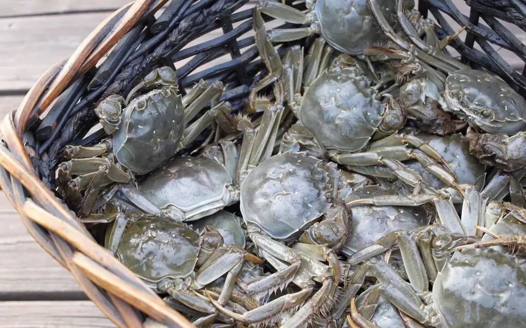 蟹姑娘阳澄湖,正经阳澄湖大闸蟹攻略