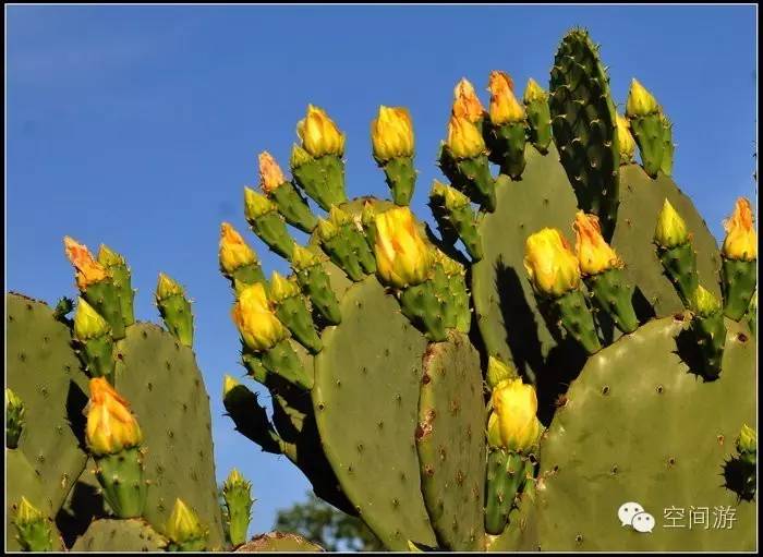 阳台向西种点什么,朝西阳台什么植物好养活