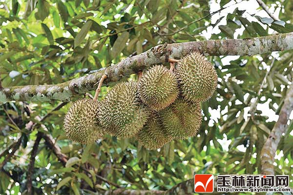 寻踪·下南洋北流籍华人将这三道广西菜稍作创新后，竟成了很多马来西亚人喜欢的美食！