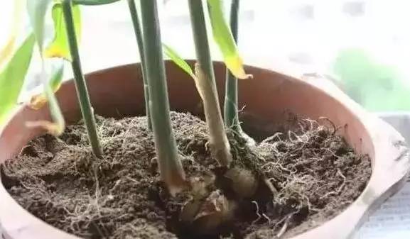 常州一媳妇把用剩的姜块埋在泥土里,一个月后奇迹发生了!