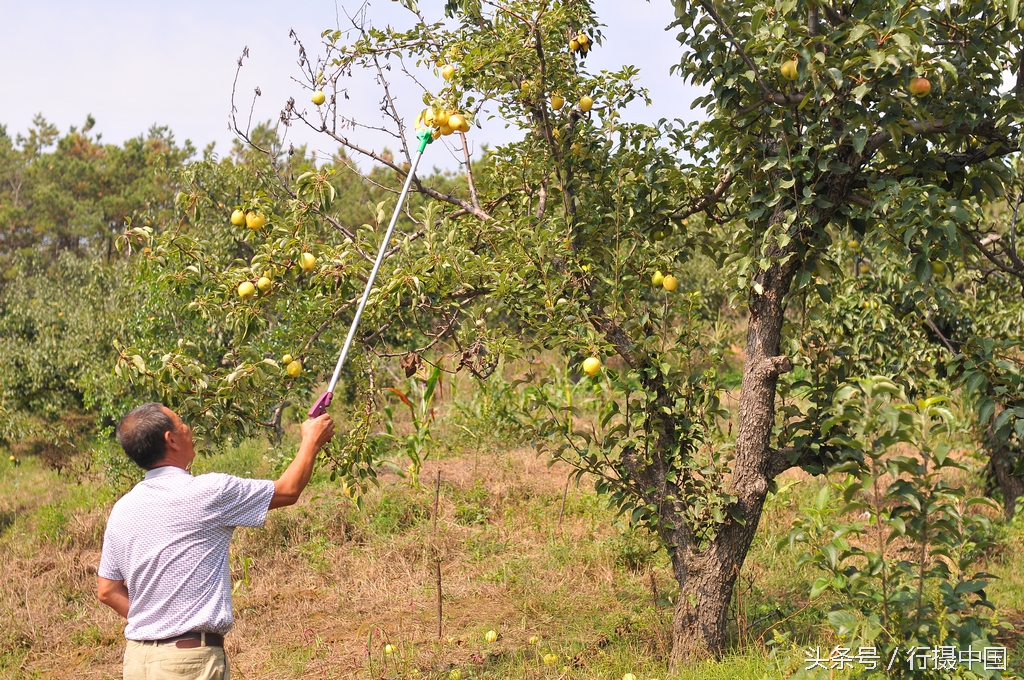 寒富苹果节简介,沈阳附近哪有采摘苹果的地方