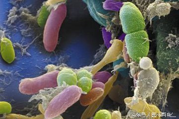 粪便移植能改变身体机能吗,粪便移植的最新难题