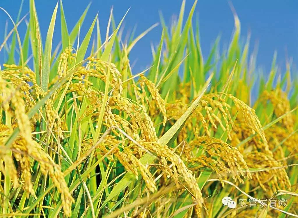 2023水稻价格会涨还是会跌,水稻粮食价格上涨