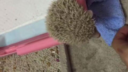 新手养刺猬应该准备什么,养刺猬对人有什么危害