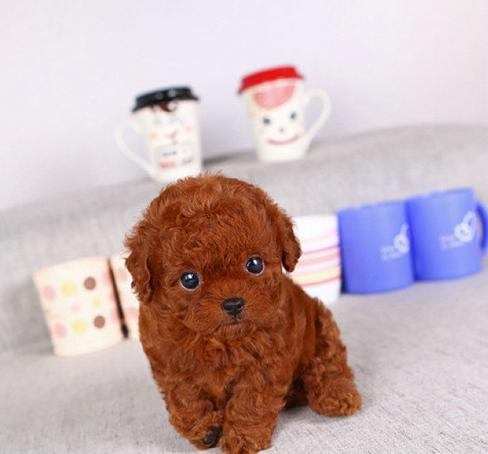 泰迪掉毛局部变秃皮肤没有异样,泰迪容易出现什么病