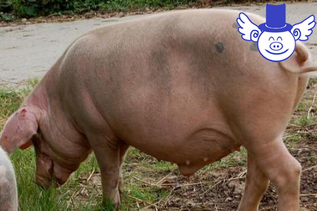 秋季养猪一不小心就猪财两空，注意这四点可帮母猪秋季安胎！