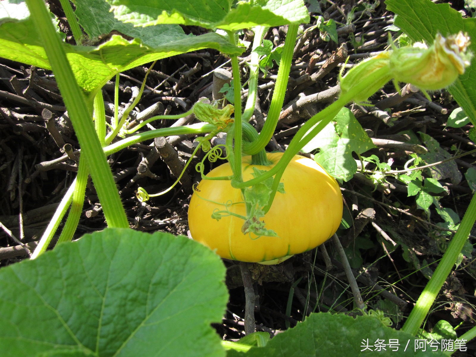 农村人最爱种植的20种“瓜”，你认识几个？|阿兮随笔