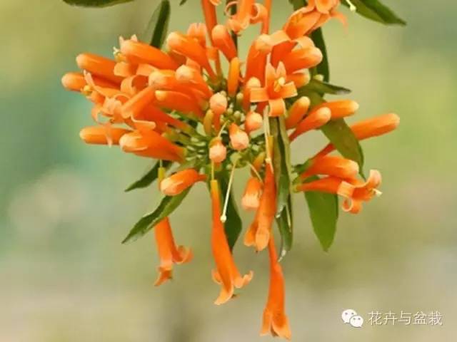 有什么独特小众又漂亮惊艳的花,这些花让人赏心悦目