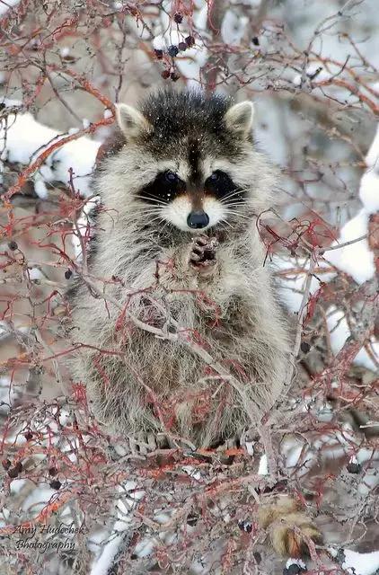 萌宠小浣熊,可爱的小浣熊图片