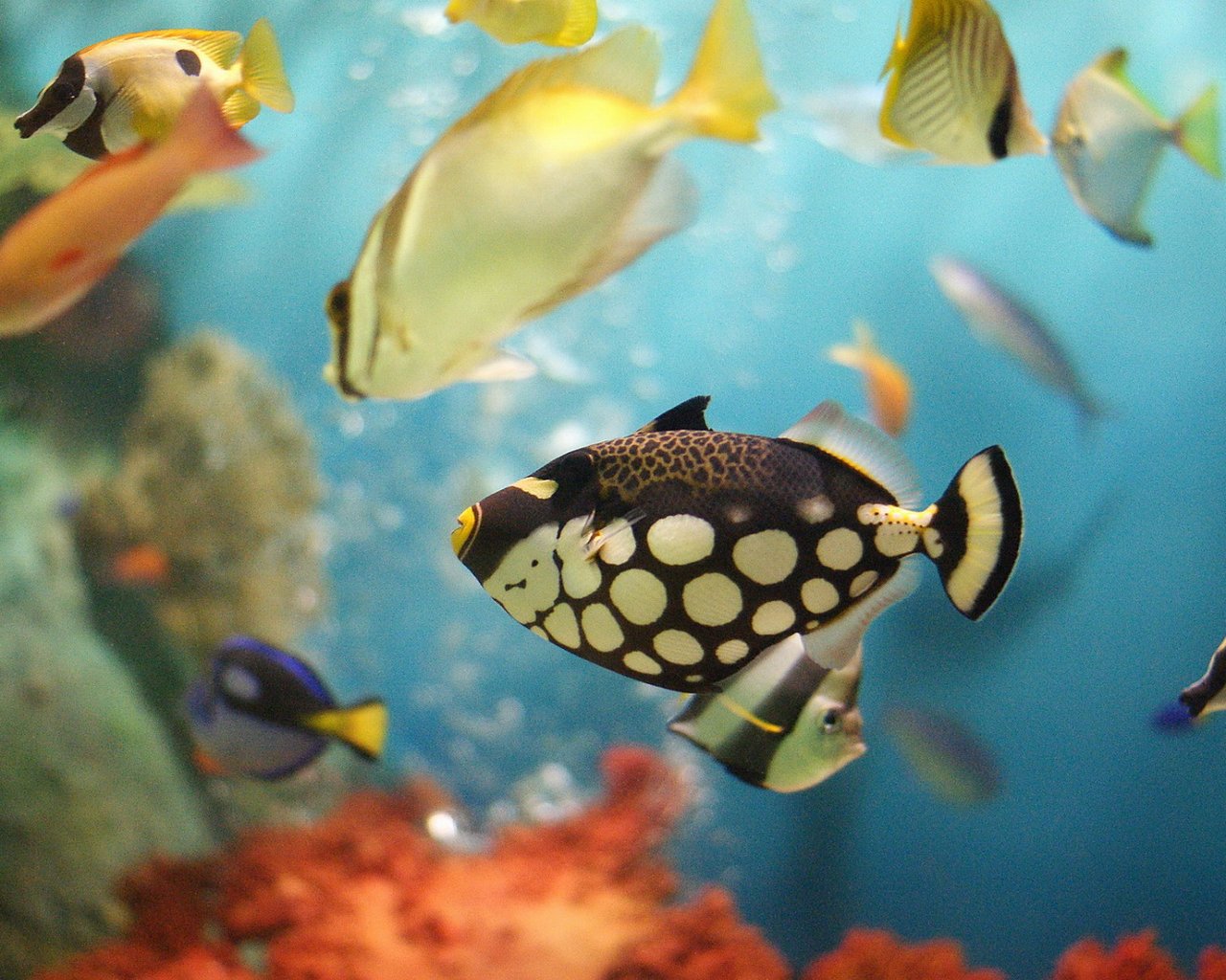 蓝色的小金鱼如何养殖,斑马鱼的养殖方法和技巧大全