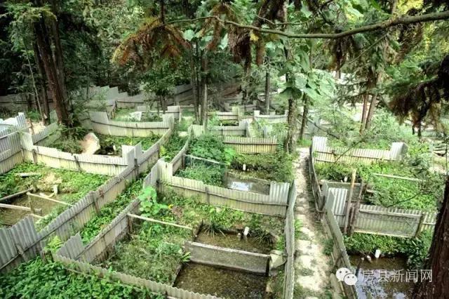 央视频道《致富经》,央视七套致富经栏目介绍紫阳茶叶