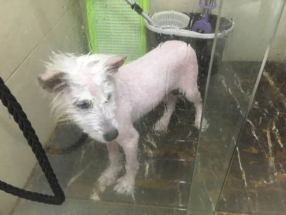 路边捡到一只萨摩耶,捡到萨摩耶有狗癣