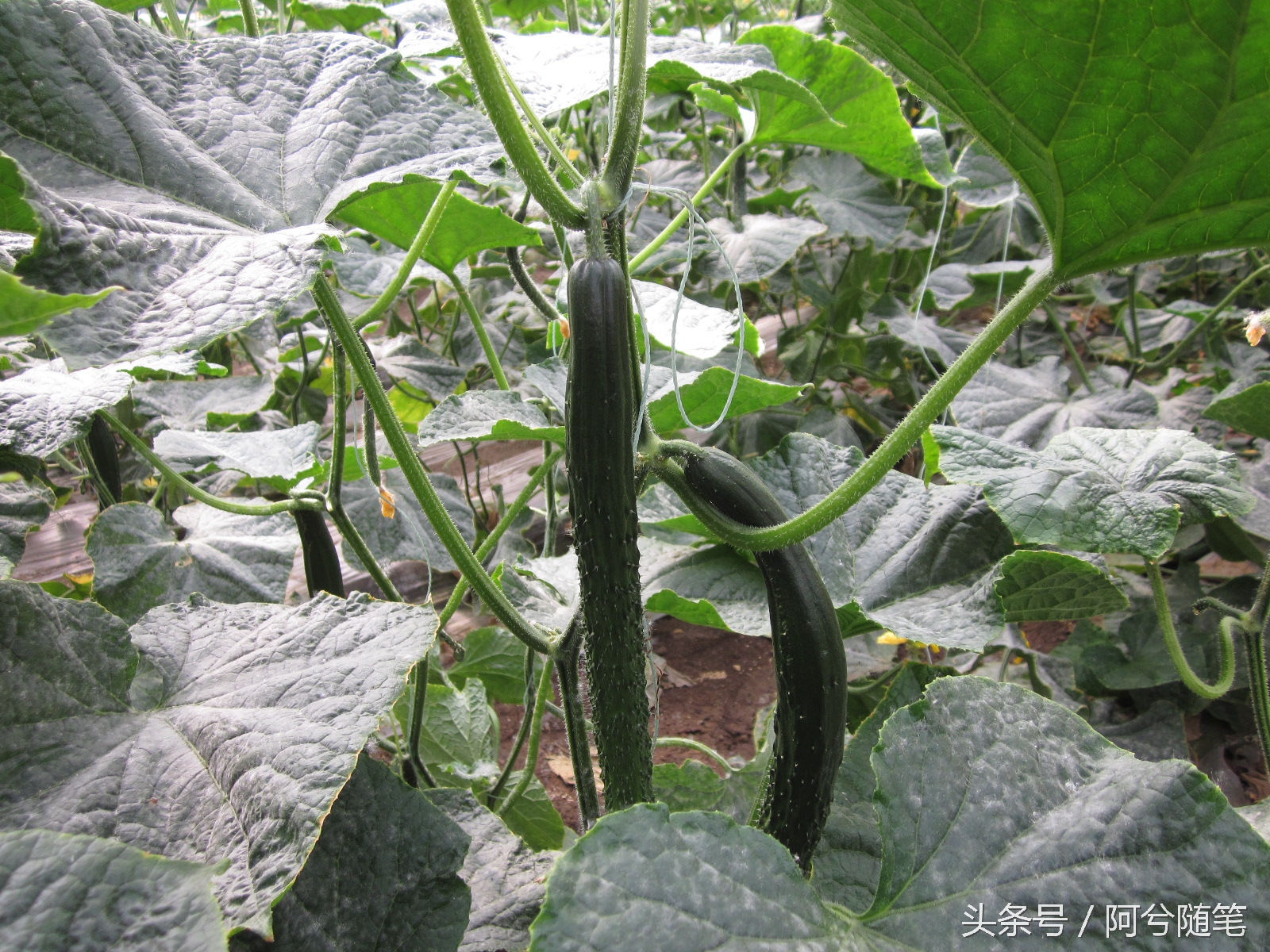 农村人最爱种植的20种“瓜”，你认识几个？|阿兮随笔