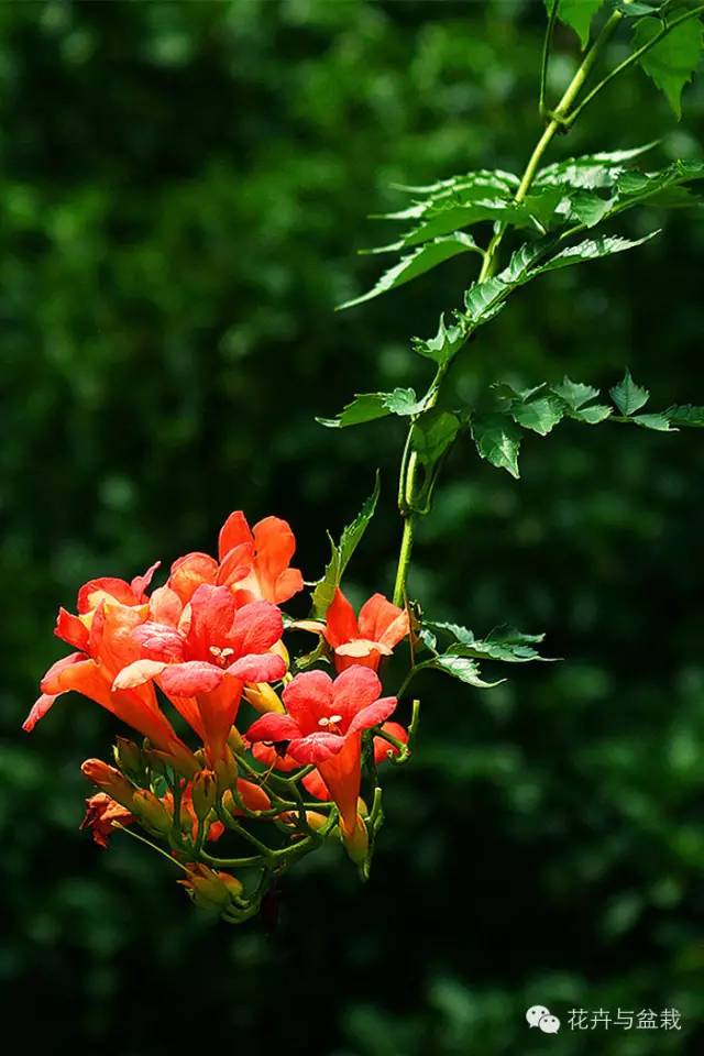 有什么独特小众又漂亮惊艳的花,这些花让人赏心悦目