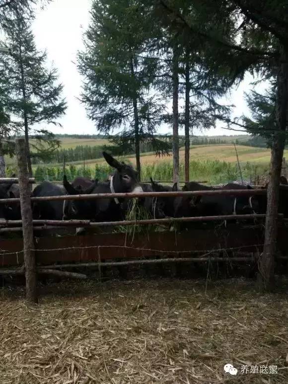 交流养殖经验找对方法很重要,交流养殖经验