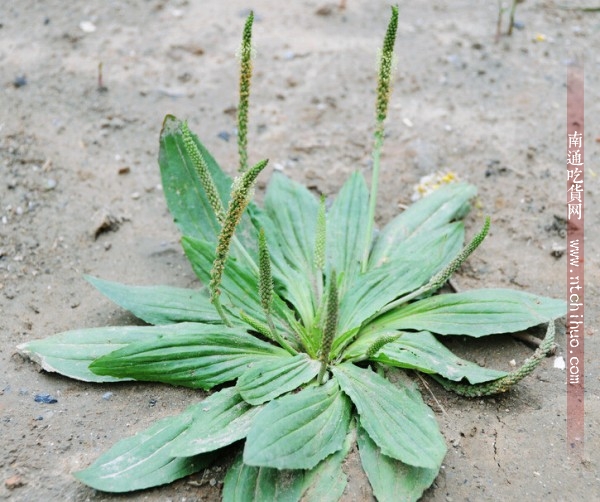 中药药用一览表 (消炎中药药用一览表)