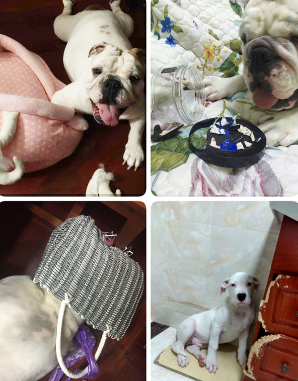 狗狗吃了异物导致便血怎么治疗,狗狗吃了异物拉出来后如何护理