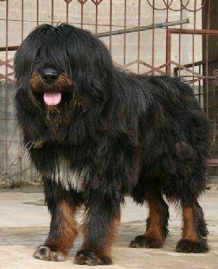 纯纯的土狗,纯纯的小土狗