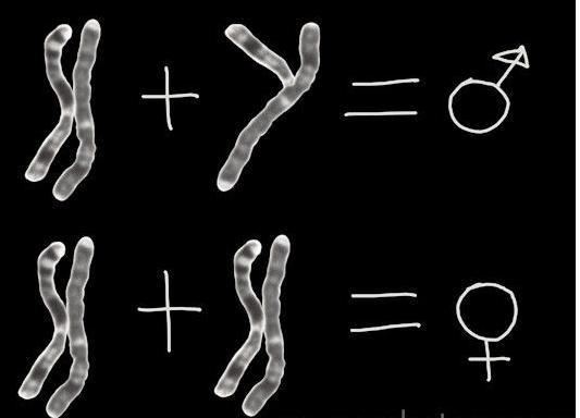 专家解析生男生女,专家说第一胎生男生女