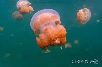 帕劳免签有必要去吗,帕劳对全世界免签吗