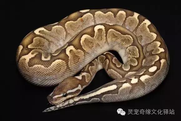 球蟒基因图鉴入门,变异球蟒图鉴