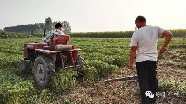 来原阳锄落生、梆玉蜀黍吧！