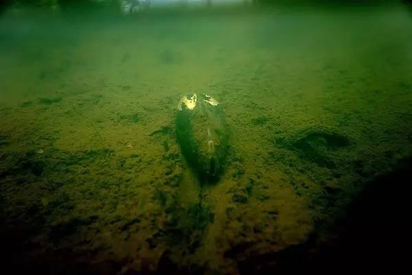 西溪湿地，真的不像表面那么简单！现在就带你去看