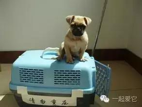 宠物托运科普知识,宠必达航空托运狗可靠么