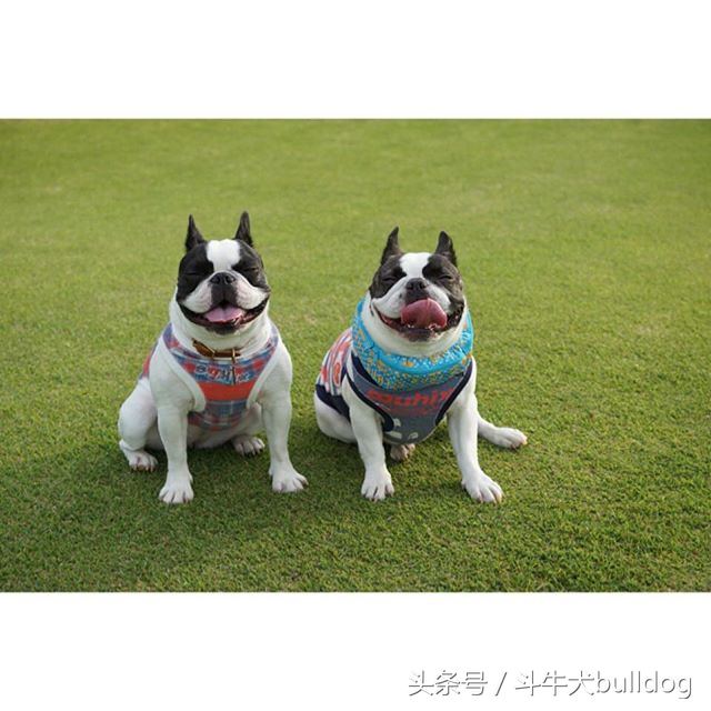 法国斗牛犬它的最大特点,法国斗牛犬性格特点