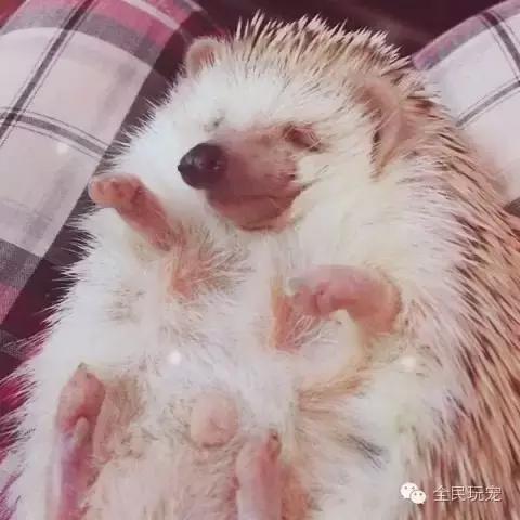 养的小刺猬知道饥饱么,养刺猬的感受