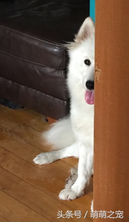 猫抓蜜蜂被蛰,被蜜蜂蛰了蒙鼻子的猫