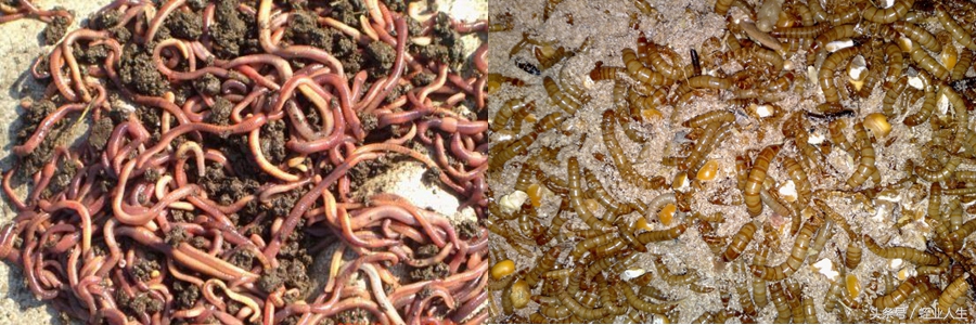 农业蔬菜种植致富项目,农业致富有什么好项目