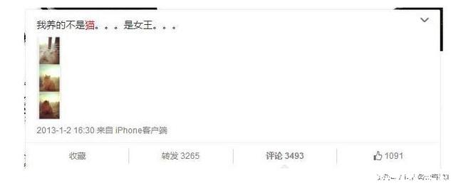 陈赫晒太可爱的狗,陈赫养的是什么猫