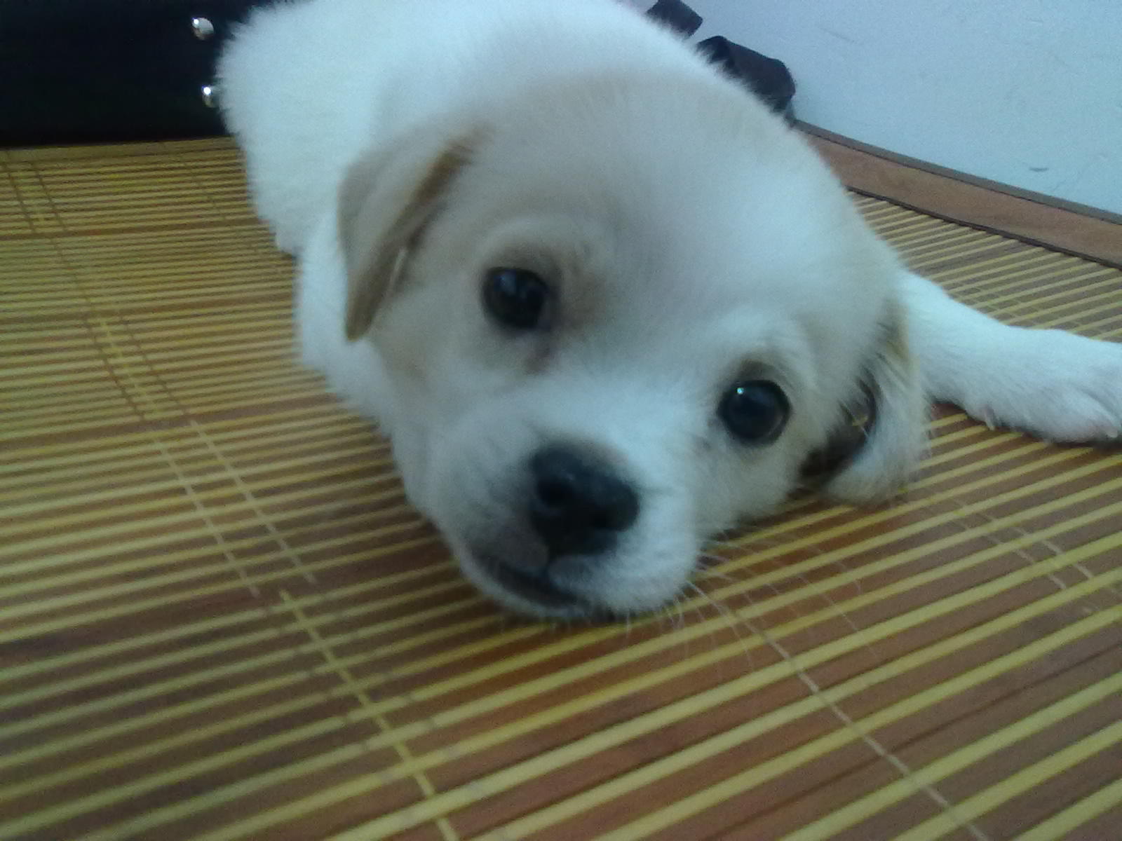 淘宝上拉布拉多20元一只可信吗,在网上买的拉布拉多靠谱吗