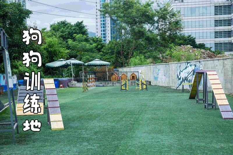 一千平室外宠物乐园,拥有数百只流浪猫的猫咪公园