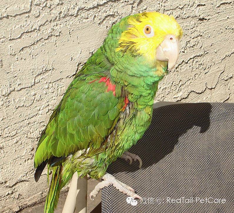 鸟类和鹦鹉的十大危险状况
