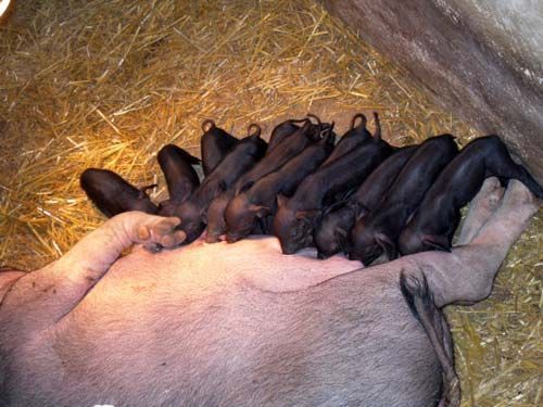 想要治疗母猪化胎?做好这几点是关键!