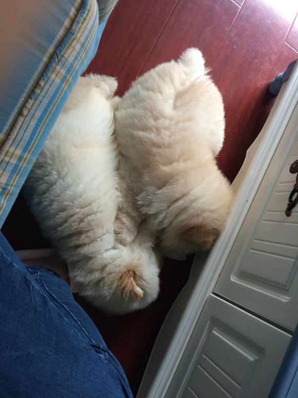 冬瓜南瓜！我家有一对松狮小活宝~