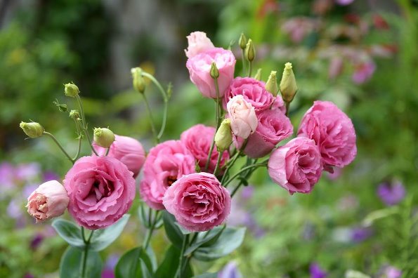 有哪些好听的花儿,好看花儿的名字有哪些