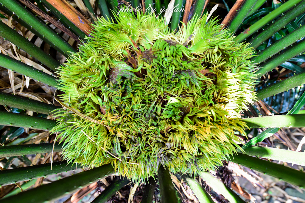 丝路奇迹:观围屋之典范,赏苏铁之传奇